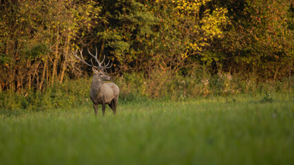 Red deer, cervus elaphus, standing on green glade in autumn sunset. Stag observing on meadow in...