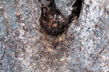 Ants searching for food, walking on a tree. Shallow depth of field.
