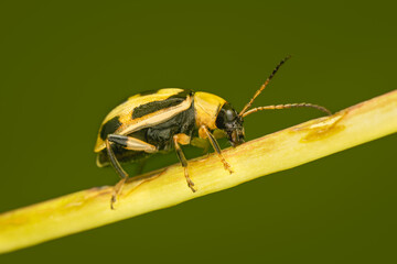 Small bean leaf beetle feeding on a plant stem