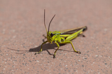 Macro photography of a grasshopper