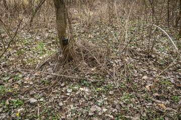 Trail camera installed low above ground for small animal in spring forest. Electronic device for scientific research used in zoology strapped to a tree.