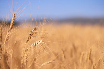 Wheat field on a sunny day. Grain farming, ears of wheat close-up. Agriculture, growing food...