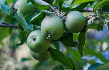 A green apple on a tree branch