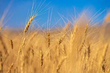 Wheat field against the blue sky. Grain farming, ears of wheat close-up. Agriculture, growing food products.