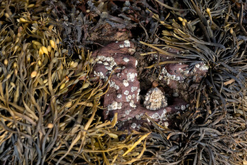 Common limpet sea snail surrounded by Egg wrack seaweed
