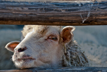 Fototapeta premium a sheep that looks at the camera; White sweet sheep portrait