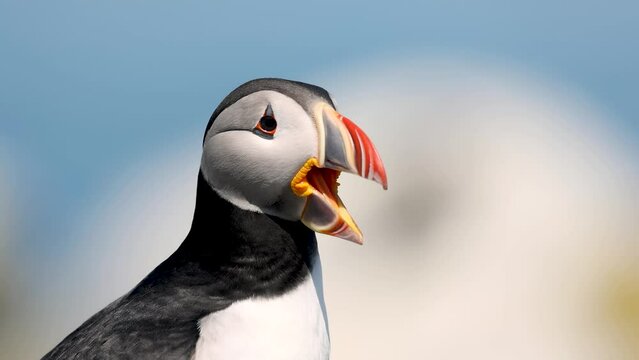 Atlantic Puffin off the coast of Maine video clip