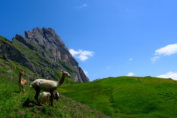 Naklejka premium An Alpaca in the Dolomites