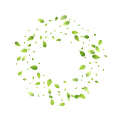 Leaves Green Falling Flying Foliage Leaf Tea Mint