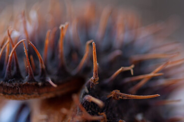 Close-up of an chestnut on a wooden table