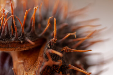 Close-up of an chestnut on a wooden table