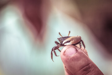 crab on the beach