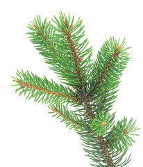 Front view of green fir tree spruce branch with needles isolated on a white background