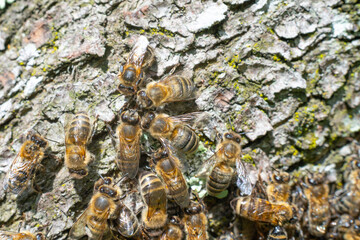 Bees in a detailed plan, a swarm of bees was shot under a macro lens.