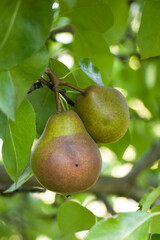 Pear moniliasis. Pears rot on a tree. Fruit rot of pear. Diseases of fruit trees.