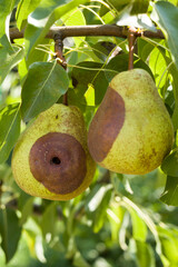 Pear moniliasis. Pears rot on a tree. Fruit rot of pear. Diseases of fruit trees.