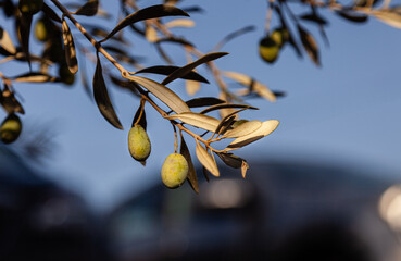 Obraz premium Selective focus on green olives growing on the branch. 