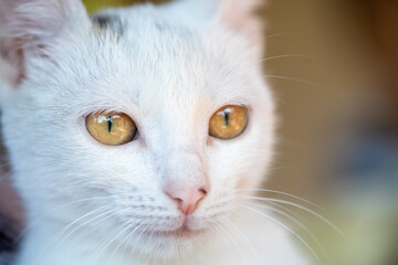 Close-up portrait of a white stray cat