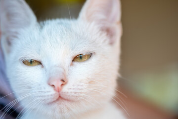 Close-up portrait of a white stray cat