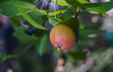 A pear on a tree branch