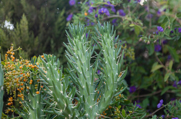 Austrocylindropuntia subulata or
eve’s needle cactus in greenery in the garden.