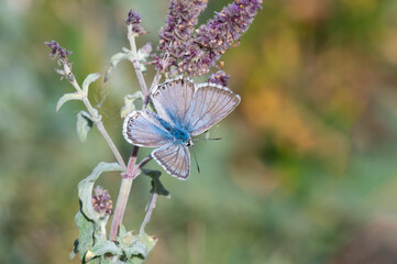 Çokgözlü Anadolu Çillisi » Polyommatus ossmar » Anatolian Chalk-hill Blue