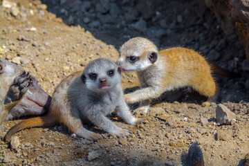 Meerkat baby on the ground on a summer day