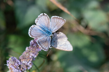 Çokgözlü Anadolu Çillisi » Polyommatus ossmar » Anatolian Chalk-hill Blue