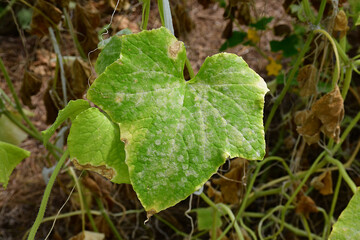 Cucumber leaves with white spots on the surface. Problems with amateur organic cultivation of cucumbers. powdery mildew. False powdery mildew. Blurred background, selective focus