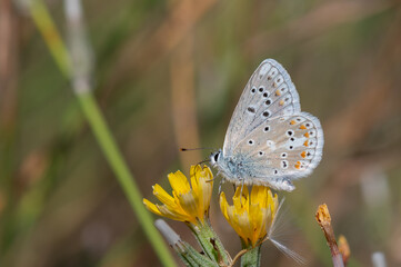 butterfly on a flower