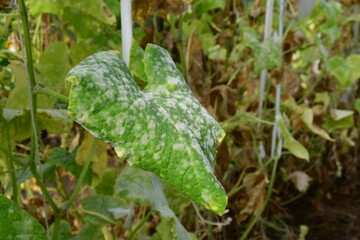 Fototapeta premium Cucumber leaves with white spots on the surface. Problems with amateur organic cultivation of cucumbers. powdery mildew. False powdery mildew. Blurred background, selective focus
