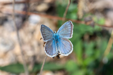 butterfly on a flower