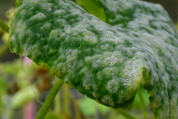 Cucumber leaves with white spots on the surface. Problems with amateur organic cultivation of...