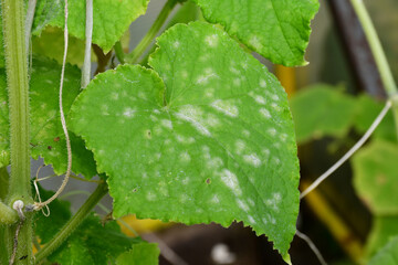 Cucumber leaves with white spots on the surface. Problems with amateur organic cultivation of cucumbers. powdery mildew. False powdery mildew. Blurred background, selective focus