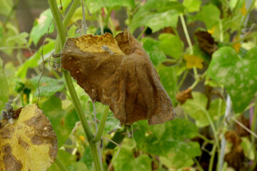 Dried brown cucumber leaf close-up on a blurry background of yellowing leaves. Problems with organic cucumber cultivation and amateur vegetable growing. Plant diseases