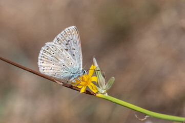 Çokgözlü Anadolu Çillisi » Polyommatus ossmar » Anatolian Chalk-hill Blue