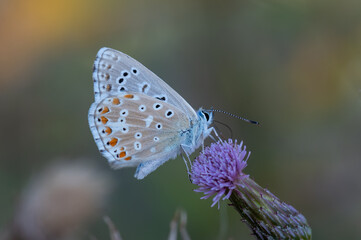 butterfly on a flower