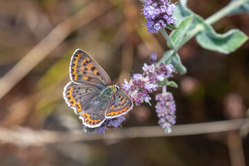 butterfly on flower