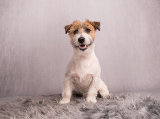 portrait of the Jack Russell Terrier - JRT