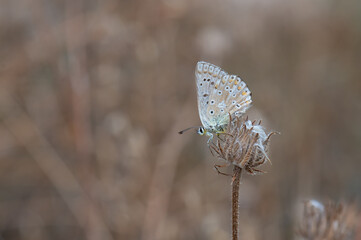 Çokgözlü Anadolu Çillisi » Polyommatus ossmar » Anatolian Chalk-hill Blue