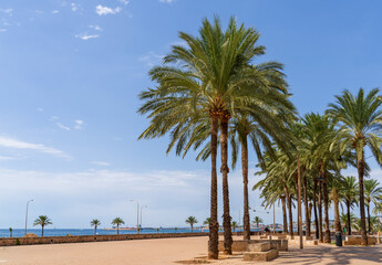 Palm trees in public park in Palma de Mallorca, Spain.