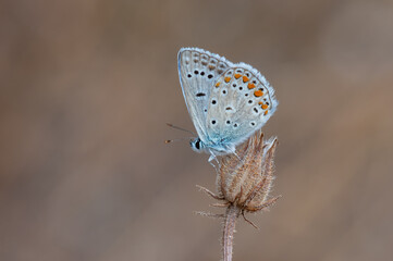 butterfly on a flower