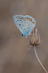 butterfly on a flower