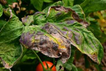 Tomato leaves with dark dry spots. Leaves affected by disease or pests. Problems with amateur...