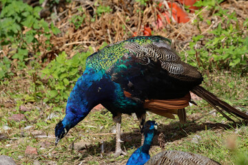 Fototapeta premium A beautiful Peacock walking around the grounds of a farm on a hot and sunny summer afternoon.