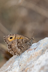 Satyridae / Seyit / False Grayling / Arethusana arethusa