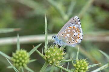 butterfly on a flower