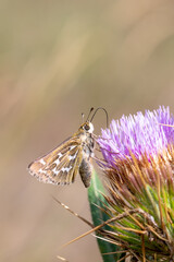 Gümüş Benekli Zıpzıp » Hesperia comma » Silver-spotted Skipper