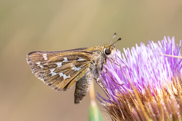 Gümüş Benekli Zıpzıp » Hesperia comma » Silver-spotted Skipper