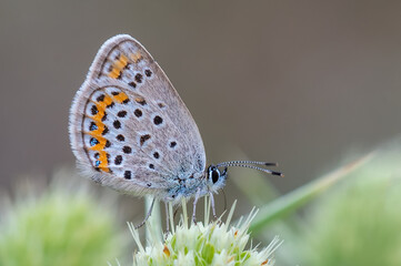 Lycaenidae / Gümüş Lekeli Esmergöz / Silver-studded Blue / Plebejus argus